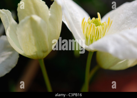 Clematis Montana in Blüte Stockfoto