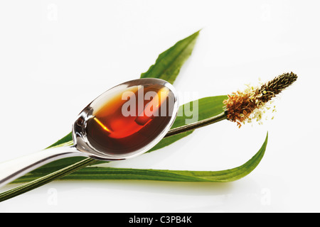 Löffel Hustensaft auf Spitzwegerich Spitzwegerich auf weißem Hintergrund Stockfoto