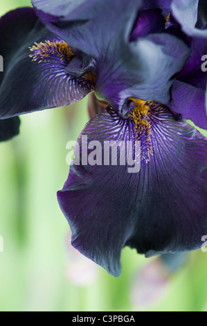 Blüte der hohen Bartiris "Interpol" Stockfoto