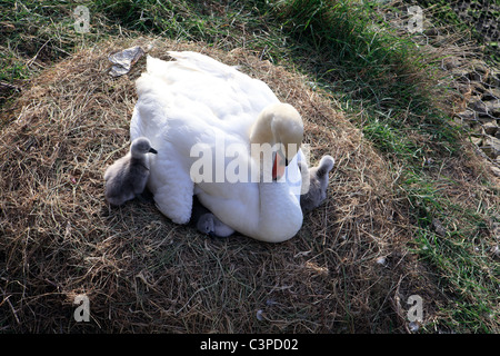 Vereinigte Königreich West Sussex Arundel, eine weibliche Höckerschwan und ihr Neugeborenen Küken Stockfoto