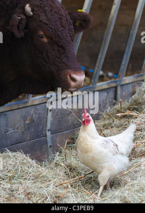 Red Ruby Devon Bull mit einer Henne. Stockfoto