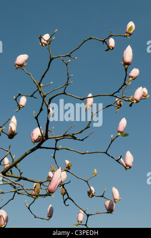 Deutschland, Stuttgart, Magnolienbaum gegen Himmel Stockfoto