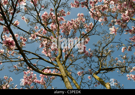 Deutschland, Stuttgart, Magnolienbaum gegen Himmel Stockfoto