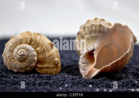 zwei Muscheln auf schwarzem sand Stockfoto