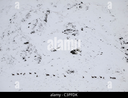Red Deer Herde in Schnee, Ben Venue, Trossachs, Schottland Stockfoto