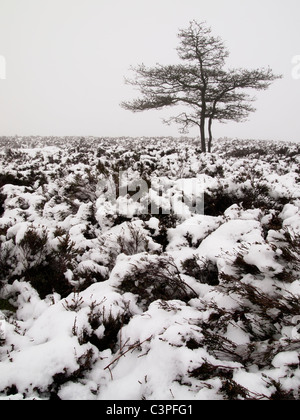 Baum und Heide im Schnee und Nebel, Stanton Moor, Peak District, England Stockfoto