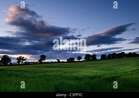 Gerstenfeld in der Abenddämmerung Stockfoto