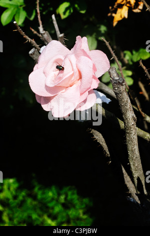 Künstliche Rose mit einer Fliege auf das Blütenblatt Stockfoto