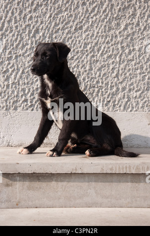 Süße junge streunenden Hund auf der Straße Stockfoto