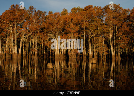 Zypresse Bäume – Herderson See, Butte La Rose, Atchafalaya Basin, Louisiana Stockfoto