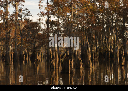 Zypresse Bäume – Herderson See, Butte La Rose, Pointe, Atchafalaya Basin, Louisiana Stockfoto