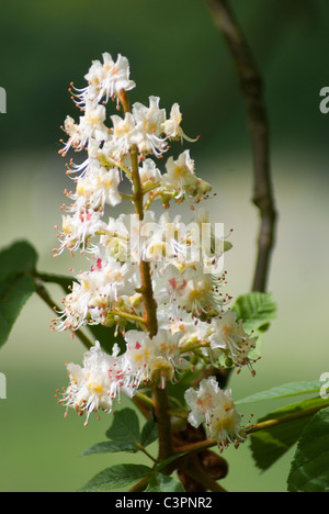 Weißes Pferd Kastanienbaum Blume Stockfoto