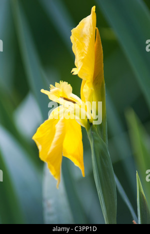 Eine einzelne gelbe große dünne Iris Tulpe Blume mit grüner Blätter in der Wildnis Stockfoto