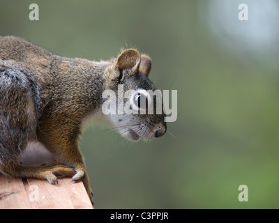 Eichhörnchen sitzt oben auf ein Futterhäuschen für Vögel, es ist Frühling und er verliert seine Winter-Haare. Stockfoto