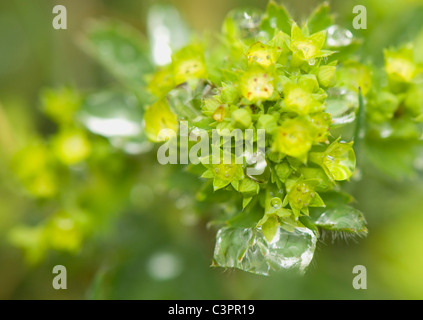 Alchemilla Stockfoto