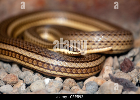 Gemeinsamen Weg Guarder (Conophis Lineatus) aufgerollt in Costa Rica. Stockfoto