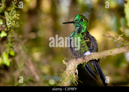 Ein Kolibri grün gekrönten brillant (Heliodoxa Jacula) ruht auf einem Ast in Costa Rica. Stockfoto