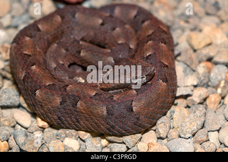 Ein Schwein Nase Grubenotter (Bothrops Nasutus) aufgerollt in Costa Rica. Stockfoto