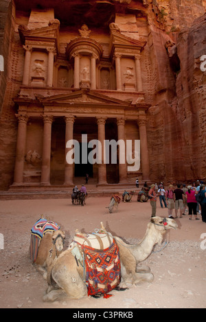 Kamele ausruhen vor dem Tempel oder dem Fiskus in Petra, Jordanien. Stockfoto