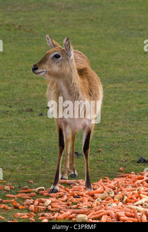 Eine schöne rote Lechwe Fütterung auf Karotten in Yorkshire Wildlife park Stockfoto