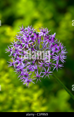 Ein Foto von einem Allium Christophii. Stockfoto