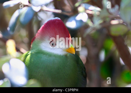 Rot-crested Turaco. Tauraco erythrolophus Stockfoto