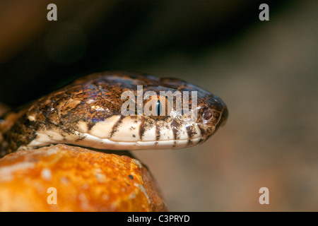 Eine Nahaufnahme von einem giftigen Seite gestreift Palm Pitviper (Bothriechis Lateralis) in Costa Rica. Stockfoto