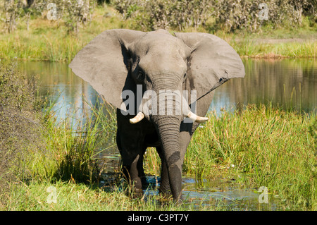 Junge afrikanische Elefantenbulle (Loxodonta Africana) spöttisch aufladen. Stockfoto