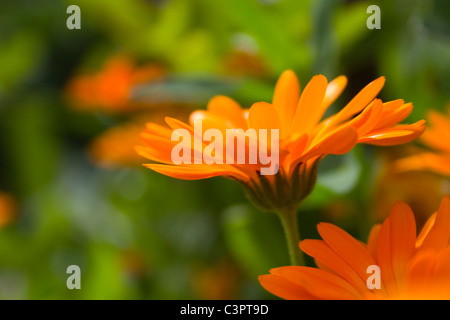 Calendula Officinalis (Ringelblume) Stockfoto