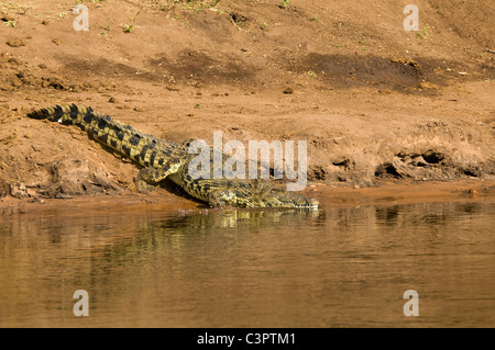 Botswana Chobe National Park Nil-Krokodil Crocodylus Niloticus in den Chobe Fluss Stockfoto