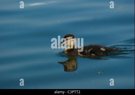 Junge Stockente Entlein auf dem See im Finsbury Park, Nord-London im Frühjahr 2011. Stockfoto