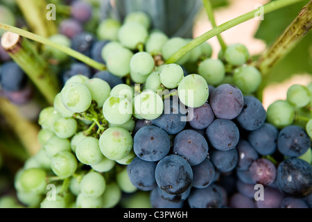 Ribera del Duero Trauben Farbwechsel im September. (Spanien) Stockfoto