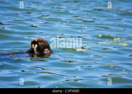 Elkhorn Slough nationalen Mündungs- Forschung finden, Moss Landing, Kalifornien Stockfoto