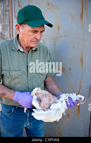 Landwirt Inspektion verstorben Huhn Stockfoto