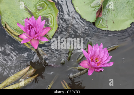 Lila Lotus-Blume im Teich Stockfoto