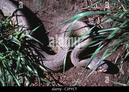 Bullsnake (Pituophis Catenifer ehrlich), Schlange glitt durch Grass Stockfoto