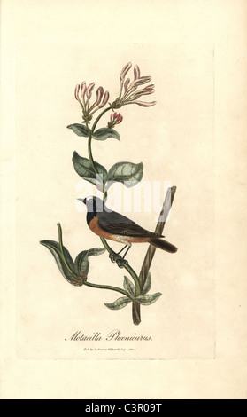 Redstart Phoenicurus Phoenicurus, auf einem Ast Geißblatt, Lonicera Periclymenum. Stockfoto