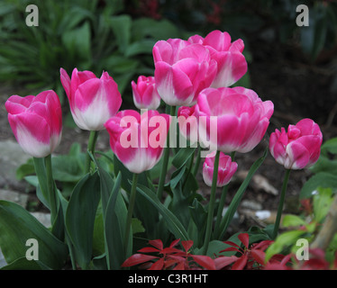 Tulipa Seite Polka, Triumph Gruppe, hardy Mai blühende Tulpe Stockfoto