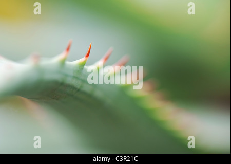 Aloe Glauca 'blaue Aloe' Pflanze abstrakt Stockfoto