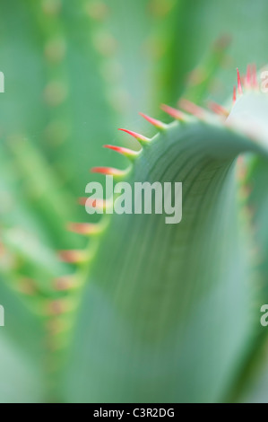 Aloe Glauca 'blaue Aloe' Pflanze abstrakt Stockfoto
