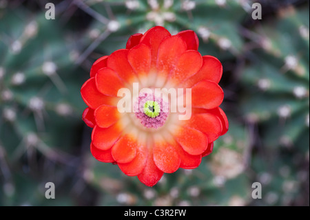 Echinocereus Triglochidiatus "Otacanthus". Igel-Kaktusblüte Stockfoto