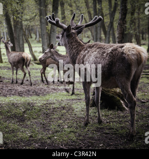 Deutschland, Hamburg, Gruppe von Hirschen im Wildpark Stockfoto