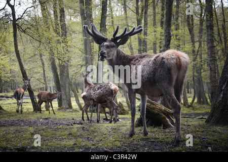 Deutschland, Hamburg, Gruppe von Hirschen im Wildpark Stockfoto