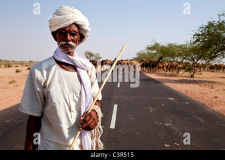 Alter Mann arbeitet als Hirten mit Herde Kamele, Bikaner, Rajasthan, Indien, Asien Stockfoto