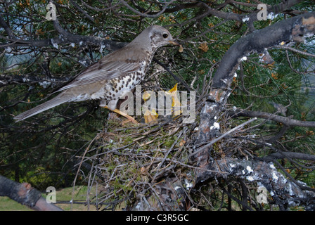 Soor Misteldrossel (Turdus Viscivorus) mit Essen und Küken im nest Stockfoto