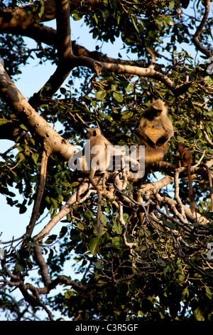 Graue Languren in Ranthambore, Rajasthan, Indien, Asien Stockfoto