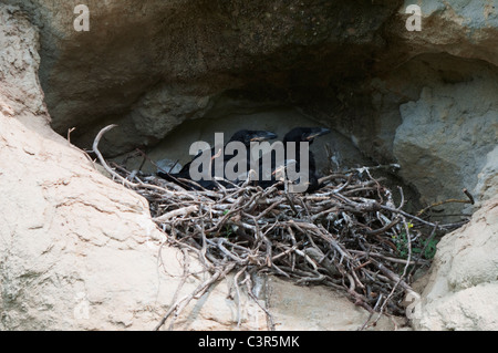 Gemeinsamen Raven (Corvus Corax) nisten mit vier Nestlinge Stockfoto