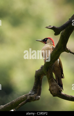 Grünspecht (Picus Viridis) männlich thront auf Zweig Stockfoto