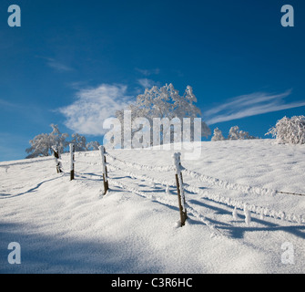 Weiß mattiert Bäume in Winterlandschaft Stockfoto