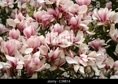 Untertasse Magnolia, Magnolia Soulangeana, Magnoliaceae. Stockfoto